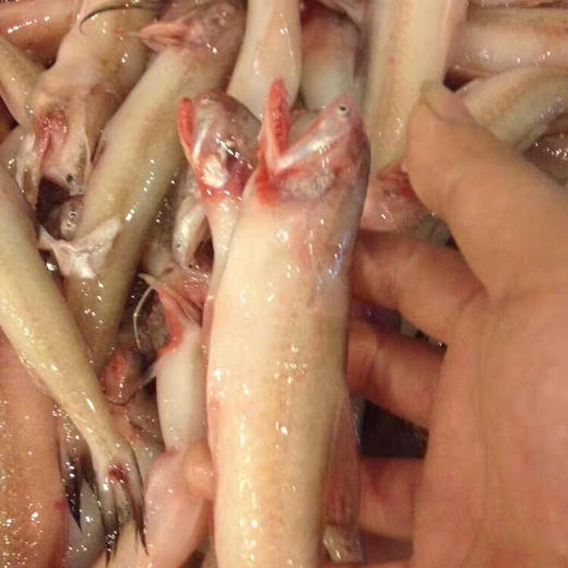 东海舟山豆腐鱼东海小白龙入口即化适合红烧和椒盐