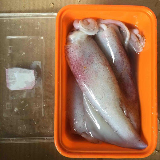 东海舟山鱿鱼500克一份来自东海深海的野味肉质紧致鲜美