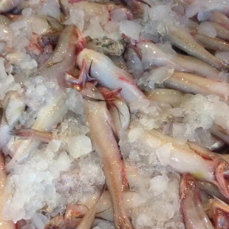 东海舟山豆腐鱼东海小白龙入口即化适合红烧和椒盐