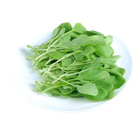 有机鸡毛菜300g