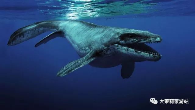 作为海洋里最大的顶级掠食者,沧龙也从不屑去咀嚼自己的食物,向来都是