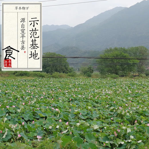 万物本草 带心红莲/去心白莲   宣平贡莲 血莲 莲子 商品图4