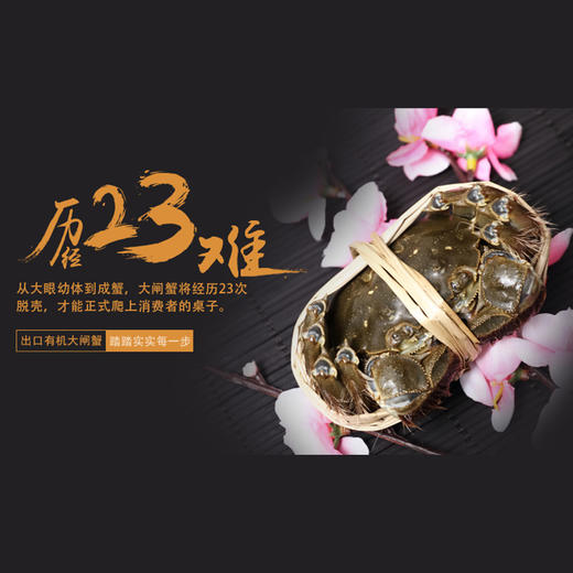 熊猫有礼中秋钜献 | 正宗“阳澄湖牌”阳澄湖大闸蟹卡券 商品图1