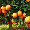 【香甜爽口】南非甜脐橙/金巴利橙 6颗 商品缩略图2