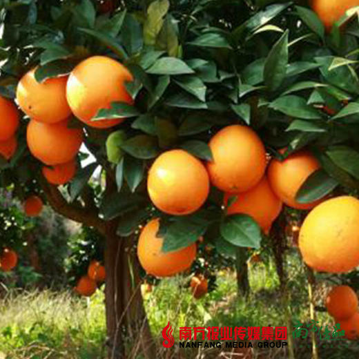 【香甜爽口】南非甜脐橙/金巴利橙 6颗 商品图2