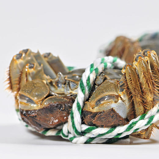 中绿农龙蟹(阳澄湖大闸蟹)