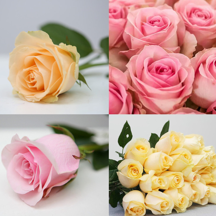 【团购聚划算】彩玫混箱25扎500支