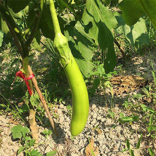 优质青茄|约500g/份 商品图1