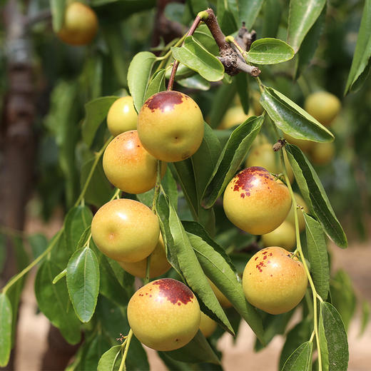 新农人梦想 庙上冬枣 39.