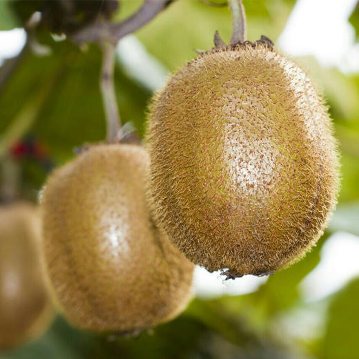 新鲜水果陕西绿心徐香猕猴桃 24枚大果礼盒装 当季新鲜水果 商品图2