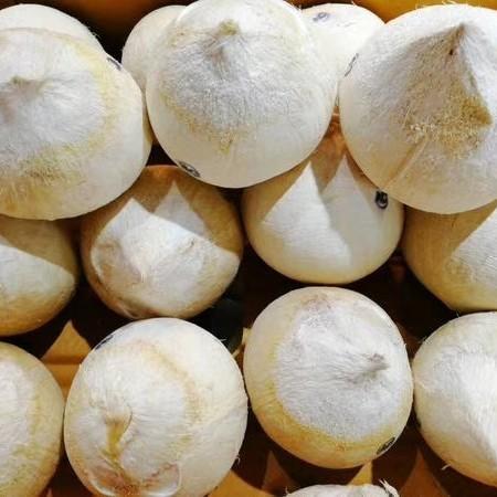 泰国椰皇/奶椰，新鲜椰汁， 果香浓郁，大部分区域顺丰包邮 商品图3