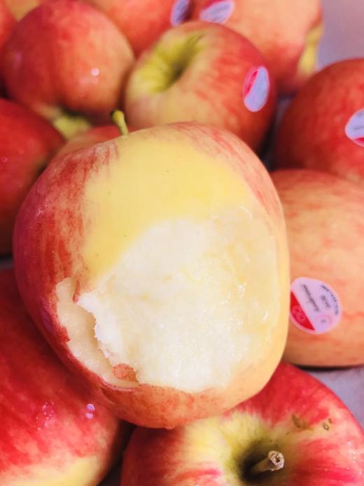 牛顿苹果 商品图1