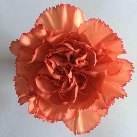 xwg-花农 康乃馨 火焰 橙红色 a级活动价