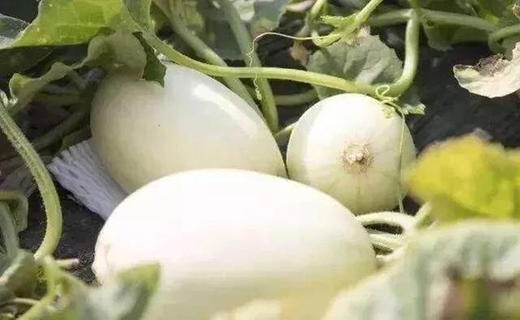 吐鲁番觅蜜18°蜜瓜 商品图2