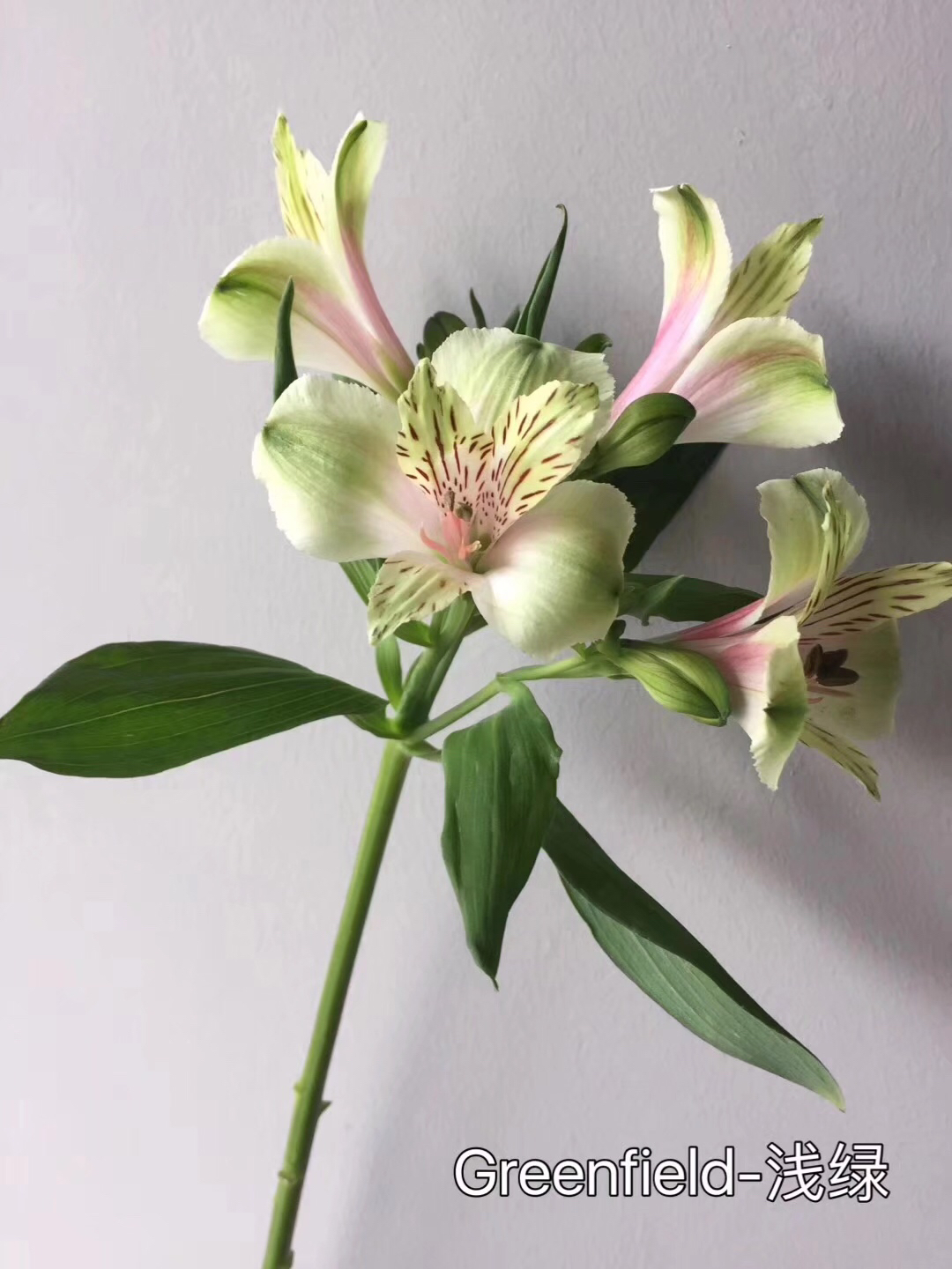 Cj 海盛六出花 水仙百合白色50公分左右