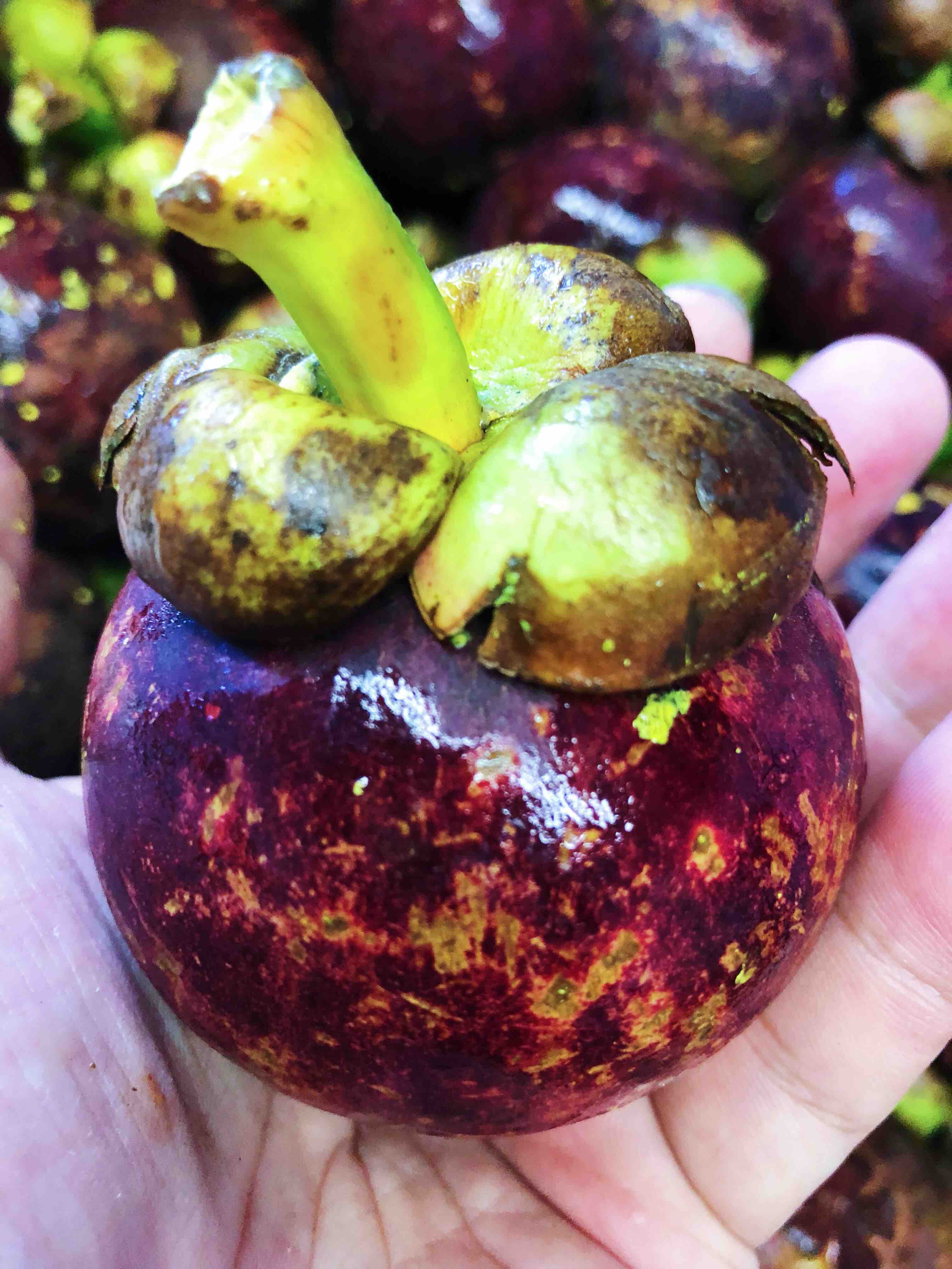 特惠泰国空运大山竹品质非常棒的新鲜山竹叶瓣青绿果身软大小均匀新鲜