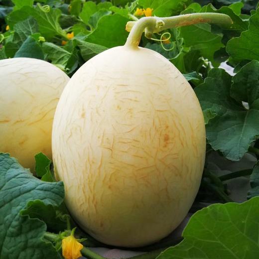 吐鲁番觅蜜18°蜜瓜 商品图3