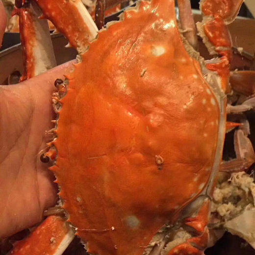 【预定款鲜货】舟山梭子蟹流网蟹，包鲜不包活，味道鲜肥美，想吃的下单预定 商品图2
