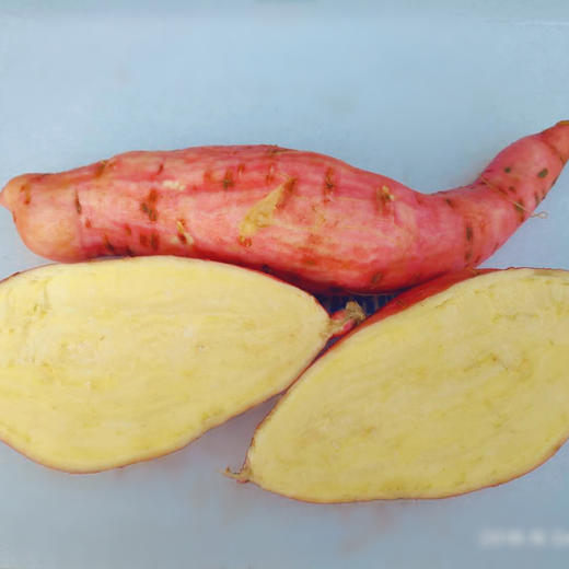 板栗薯 商品图5