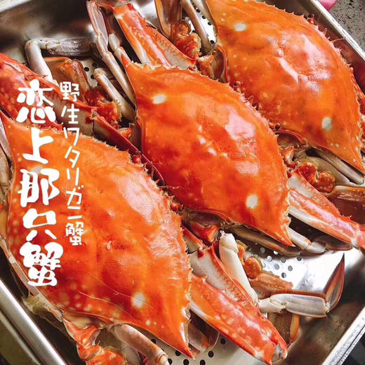 【预定款鲜货】舟山梭子蟹流网蟹，包鲜不包活，味道鲜肥美，想吃的下单预定 商品图1