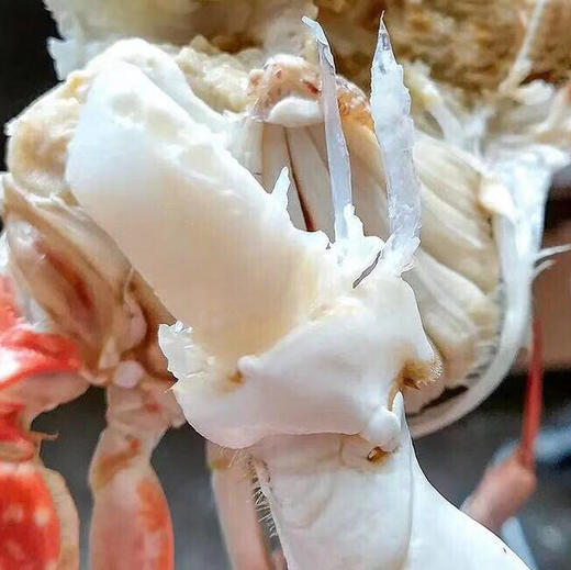 【预定款鲜货】舟山梭子蟹流网蟹，包鲜不包活，味道鲜肥美，想吃的下单预定 商品图9