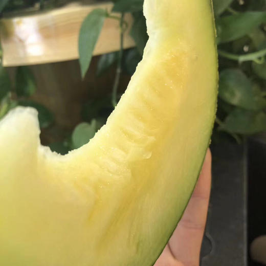 【高端某东同款静冈网纹瓜】出口级品质，伯格大粗纹冰淇淋枚龙蜜瓜，常温放软食用，香嫩多汁，源自日本进口品种，国内精心培育，爆款来袭！放软了吃可以用勺子挖着吃！ 商品图0