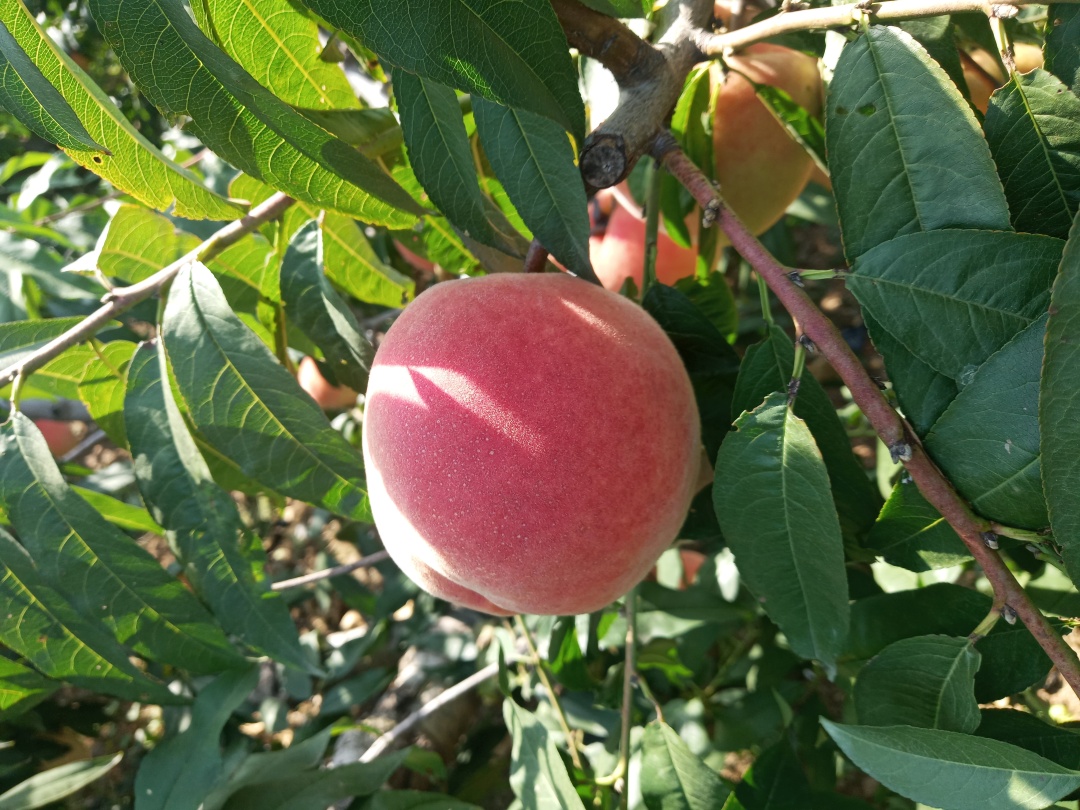 【寒露蜜桃】单果5两以上 5斤装顺丰包邮 有机认证 权威检测0农残