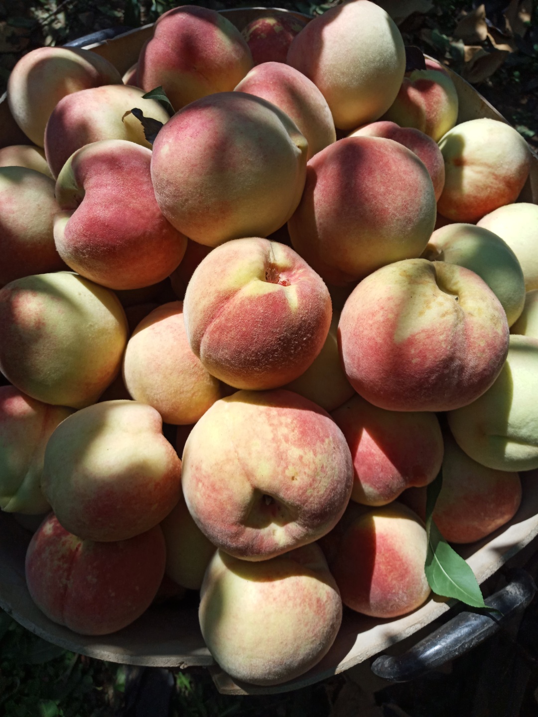 【寒露蜜桃】单果5两以上 5斤装顺丰包邮 有机认证 权威检测0农残