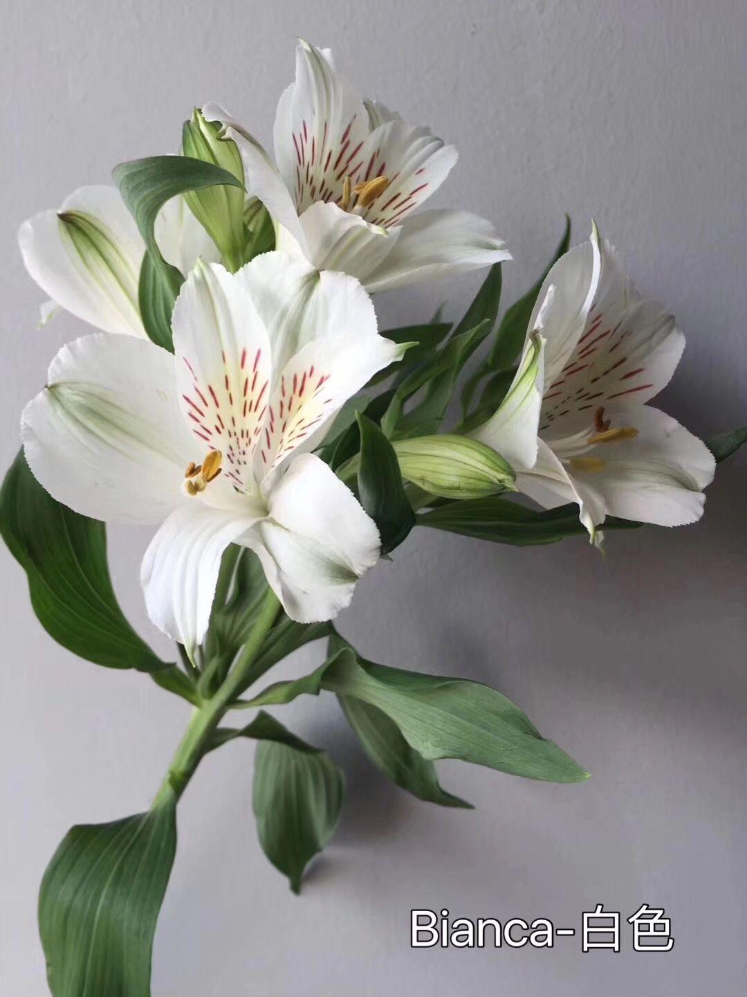 Cj 海盛六出花 水仙百合白色50公分左右
