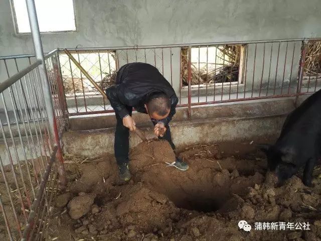 看的到是猪在发酵床上自在舒适,挖坑铺垫·采集与培育本地