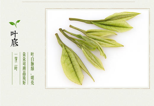 龙王山 • 安吉白茶君子 • 竹礼盒105g 商品图9