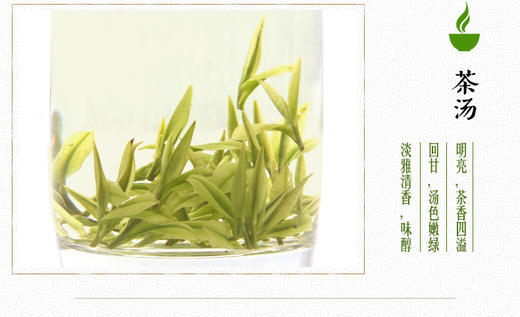 龙王山安吉白茶小龙王正宗明前茶烟盒礼盒装96g 商品图2