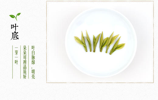 龙王山安吉白茶小龙王正宗明前茶烟盒礼盒装96g 商品图5