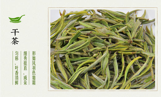 龙王山100g安吉白茶君子兰礼盒系列正宗特级罐装茶叶 商品图7