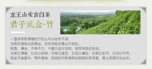 龙王山 • 安吉白茶君子 • 竹礼盒105g 商品图6