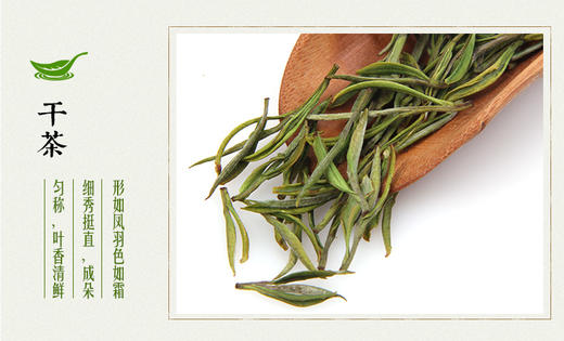 龙王山安吉白茶正宗明前茶礼盒装（梅）红色精品茶叶100g 商品图4