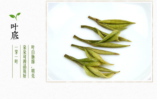 龙王山安吉白茶正宗绿茶明前茶礼盒装龙尊系特级茶叶200g 商品图13