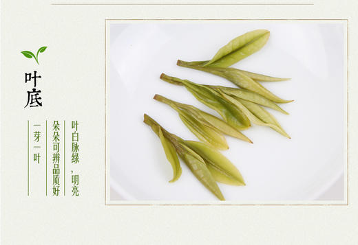 龙王山100g安吉白茶君子兰礼盒系列正宗特级罐装茶叶 商品图8