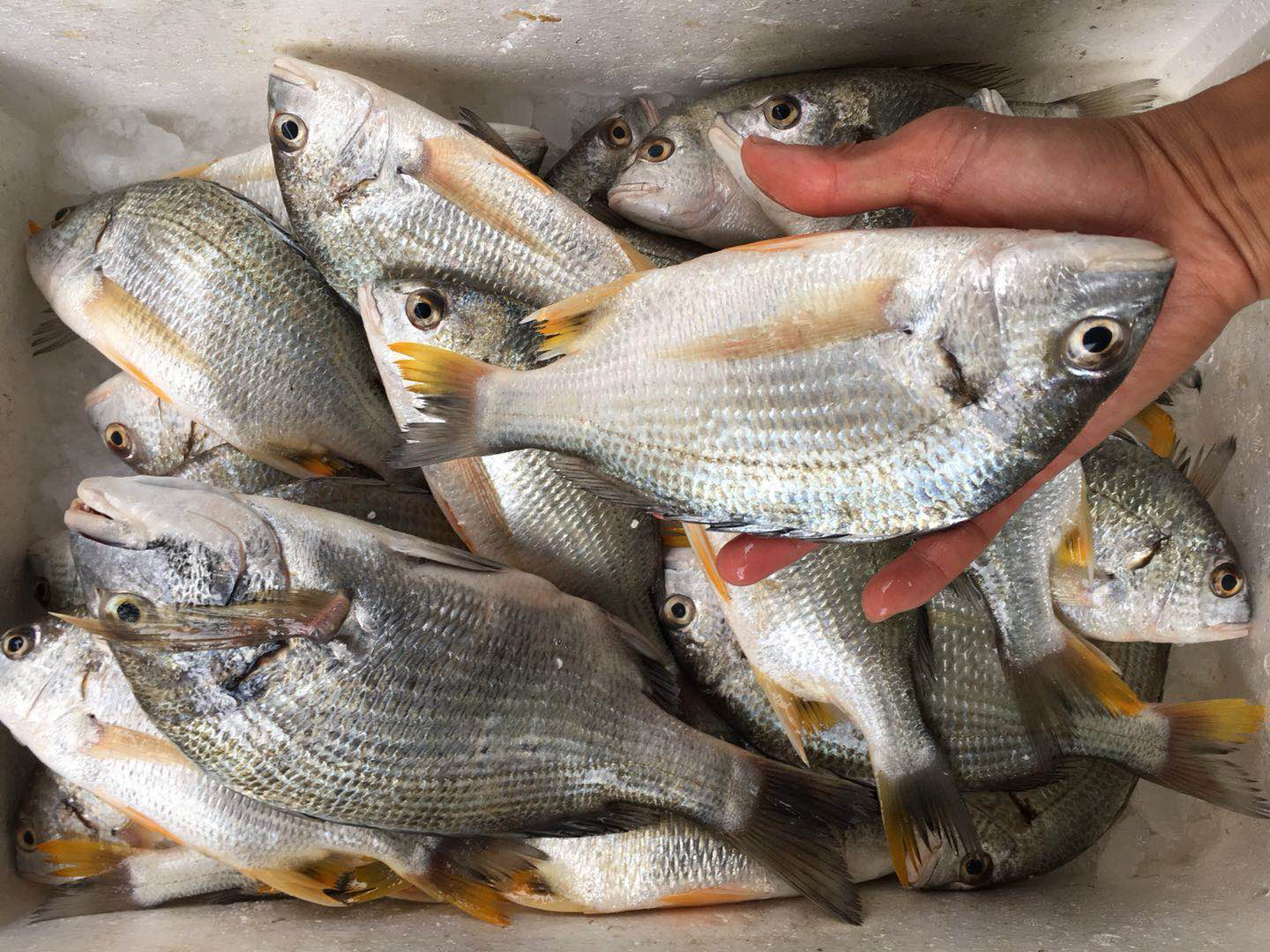野生 黄翅鱼3斤装(单条重300-400g)肉质佳美 营养丰富 - 浩锴大集