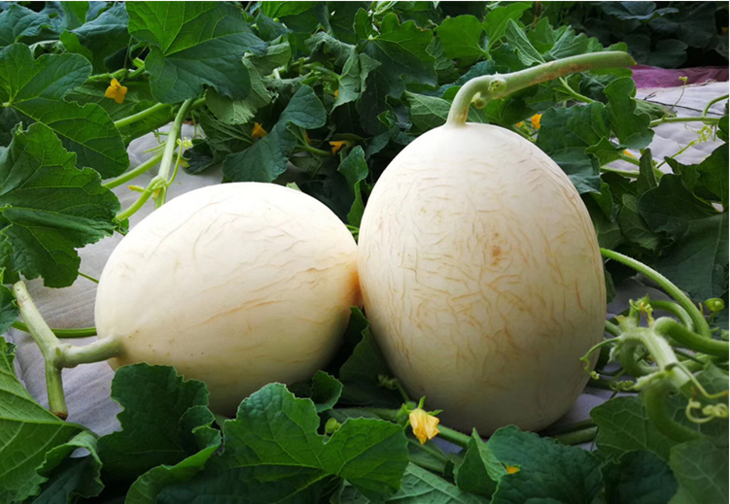 觅蜜18度蜜瓜脆甜爽口新鲜水果来自新疆