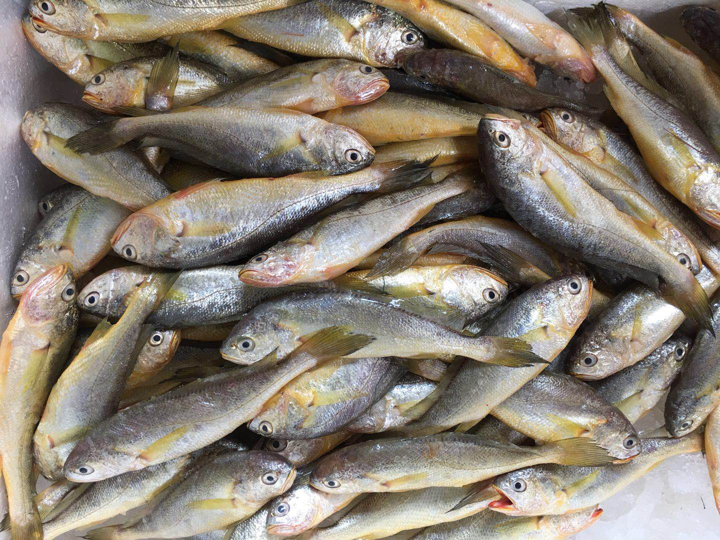 全国包邮不发货区域见链接详情南日岛野生小黄花鱼2斤野生剑虾1斤套餐