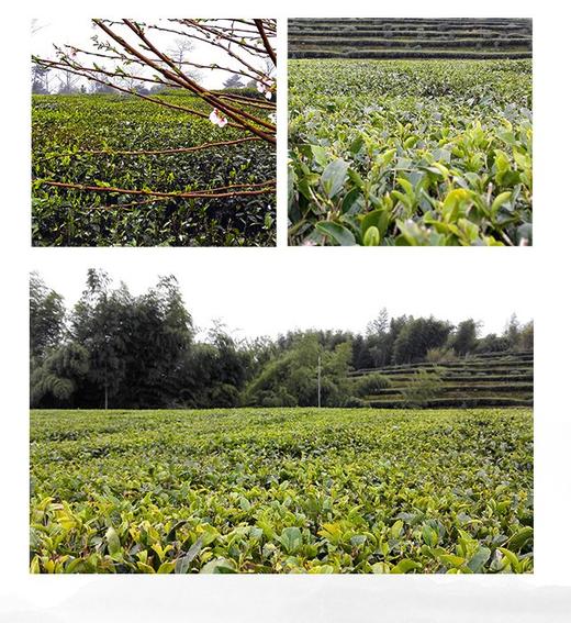 2012年金罐·白毫银针(罐) 商品图7