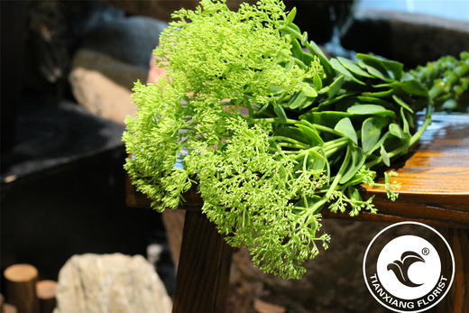 同城配送景天10元束