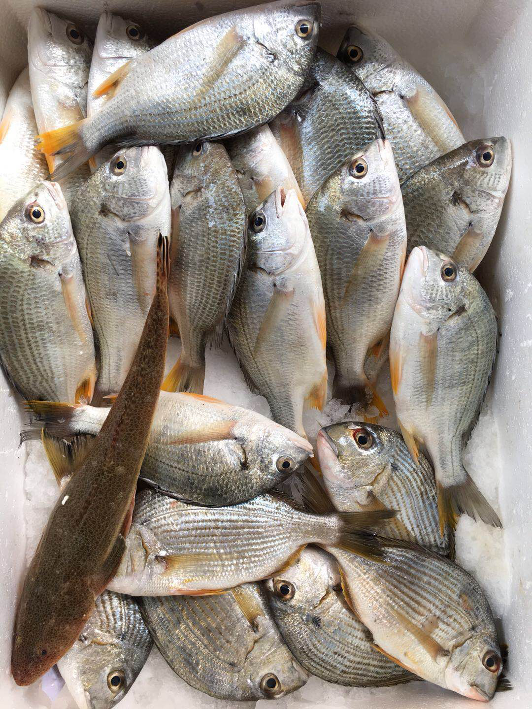 全国包邮不发货区域见链接详情南日岛野生黄翅鱼3斤装单条重300400g