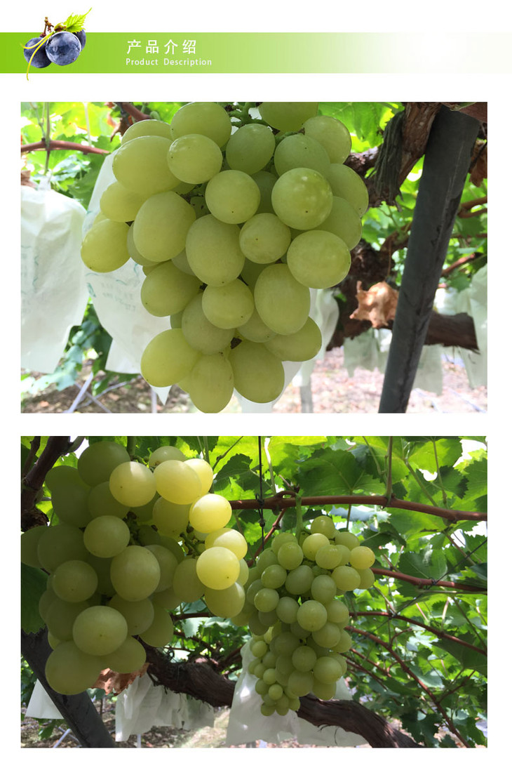 吴小平葡萄(微信公众号认证)