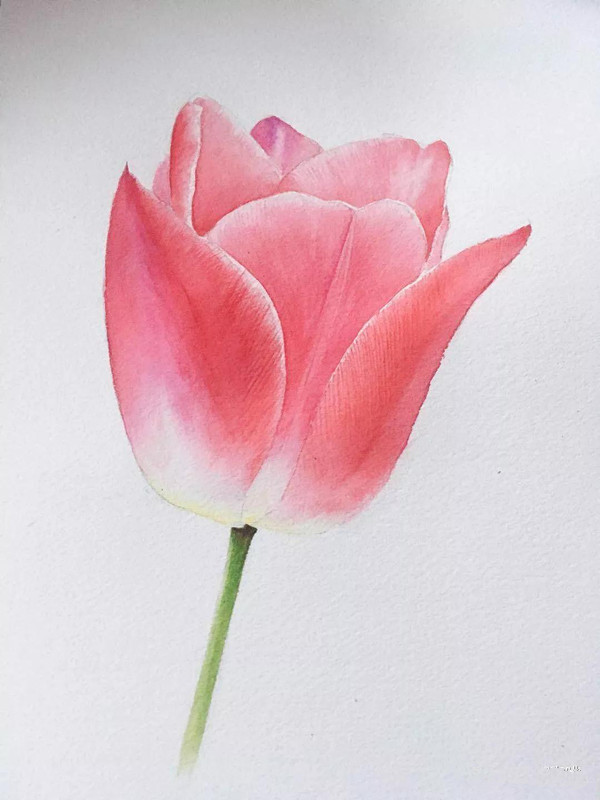 class5:晕染法,画郁金香