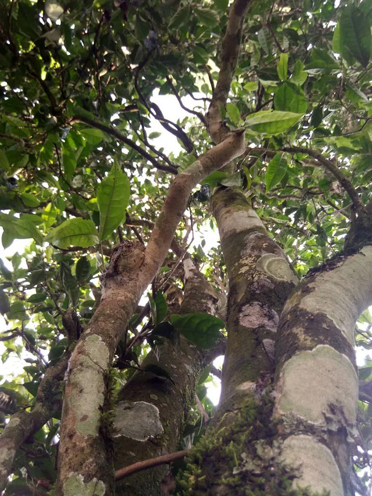 普洱茶树照片图片