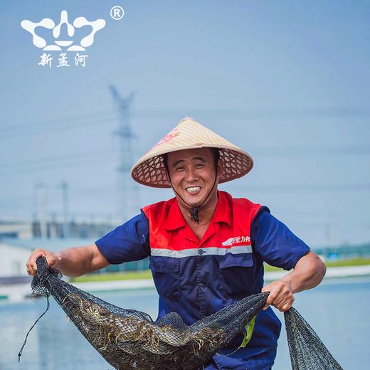 【直送到家】金秋上新 新孟河大闸蟹礼品卡  江浙沪包邮 （多种规格选择）只只精选 足量好蟹（下单后48小时内发货） 商品图4