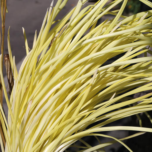 农家蒜黄  生态种植  自然成熟  每日现摘  鲜嫩不辛辣  400g 商品图1