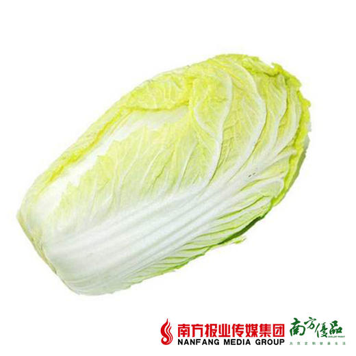 云南黄心菜大白菜 2斤左右 商品图1